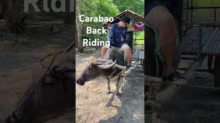 Have you tried Carabao Back Riding #lovethephilippines #travel #zambales