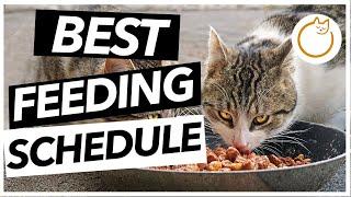 When Should You Feed Your Cat - BEST Feeding Schedule