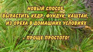 новый способ вырастить кедр, фундук, каштан, из ореха в домашних условиях проще простого