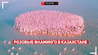 Розовые фламинго в Мангистау. Это Казахстан
