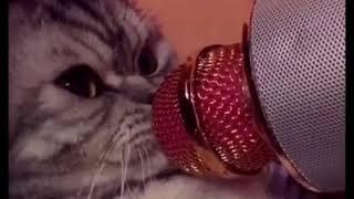Cats meet with microphone 
