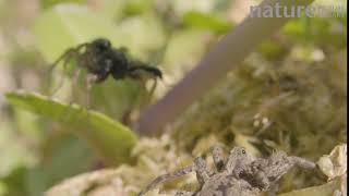 Pair of Wolf spiders with courting male in the background, Bristol, England, UK