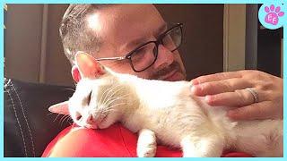 Heartwarming Acts of Cats That Melt Your Heart  The Cute Cats Videos 2024