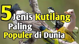 5 Jenis Burung Kutilang Paling populer di dunia