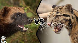 Wolverine VS Clouded Leopard - Which Is The Toughest?