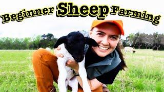 SHEEP FARMING FOR BEGINNERS // What I Wish We Knew Before Starting a Sheep Farm