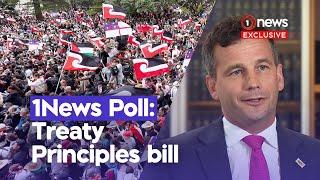 Exclusive: 1News poll reveals how many Kiwis support Treaty Principles Bill | 1News on TVNZ_