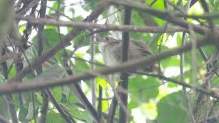 Puvel's Illadopsis   Illadopsis puveli strenuipes   | Uganda Birding