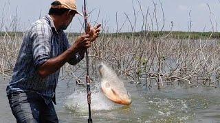 Amazing fishing ||  catching big indian Redbilled fishes (rupchand fish)& Rohu fishes.