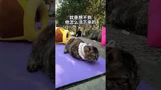 小肥猫!你值得被爱 你也要好好爱自己 @布布是只喵 @小霸王龙大咪  流浪猫 领养代替购买 狸花猫 抖in萌宠计划 肥猫