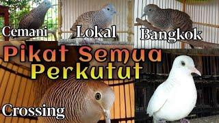 Suara Perkutut CAMPURAN untuk pancingan SEMUA JENIS PERKUTUT