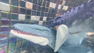 Double Mosasaurus Underwater Battle Jurassic World