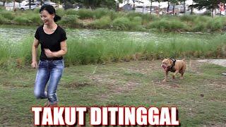 PARAH ! ANJING PITBULL SANGAR TAKUT DITINGGAL PEMILIKNYA #hewiepitbull