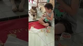 saling berbagi#short#anjing lucu#funny dog