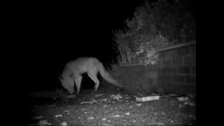 fox in night vision