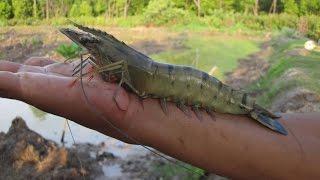 Prawns,Shrimp Catching in Guyana Part:1