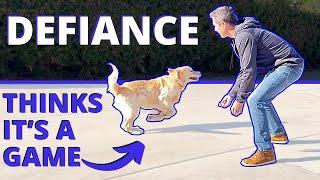 What to do When Your Dog Runs Away and Doesn’t Take You Seriously. Improve Your Recall & Control.