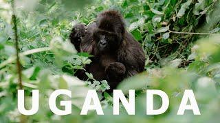 Bwindi Impenetrable National Park | The Ultimate Guide to Gorilla Trekking