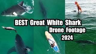 Best Great White Shark Drone Footage of 2024 (Narrated)