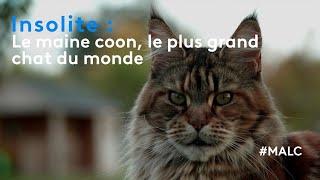 Insolite : le maine coon, le plus grand chat du monde