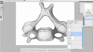 Photoshop Tutorial for Scientific Illustrators: How to begin painting