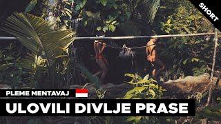 LOV U DŽUNGLI SA PLEMENOM MENTAVAJ | Ulovili divlje prase | Putopis Indonezija