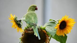 Sittiche auf den Sonnenblumen