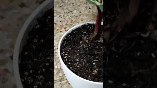 CALATHEA ROSEOPICTA CORA.El video ya en el canal.