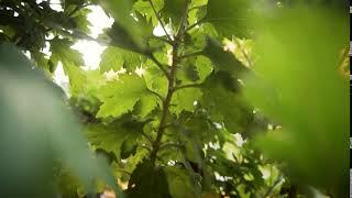 Green Leaves Forest Slow Motion Sony Look India Free Stock Footage