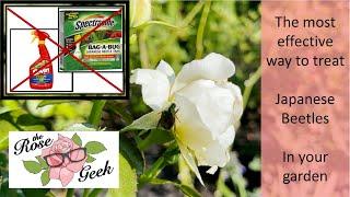  Treat Japanese Beetles on Roses Organically