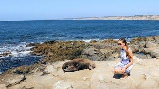 Where to watch wildlife along the California Coast: Marine mammals and scenery