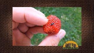 Q&A – What is this bug on my strawberries?