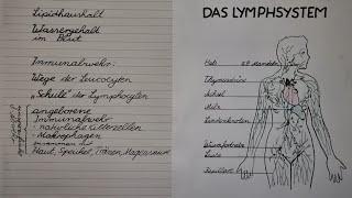 DAS LYMPHSYSTEM: Enorme Vielfalt! | lessonsathome