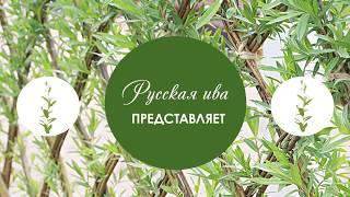 Русская ива. Мастер-класс по плетению живого дерева из ивы.