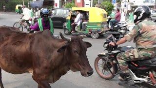 CRAZY INCREDIBLE  INDIAN TRAFFIC