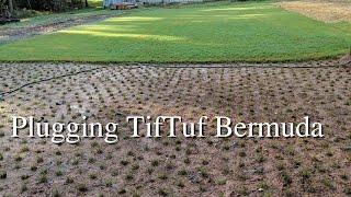 Planting TifTuf bermuda Grass Plugs from Sod Using the ProPlugger