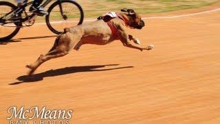 Dog vs Human BMX Race