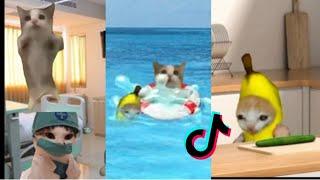 HAPPY CAT  TikTok Compilation #2