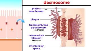 Types of Tissue Part 1: Epithelial Tissue