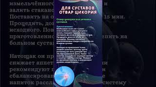 Отвар цикория для суставов