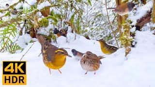 Cat TV 8 Hours  Beautiful Birds in the Snow ️ White Christmas (4K HDR)