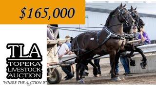 Highest Selling Percheron Gelding at Topeka sells for $165,000!!