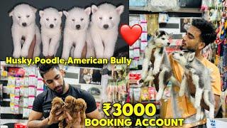 Cheapest Dogs Market In Delhi NCR | Husky Puppy | Dog in Cheap Price | Dog market