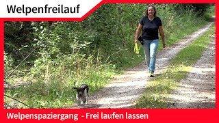 Welpenfreilauf ► Welpen ohne Leine frei laufen lassen ► Hundefreilauf