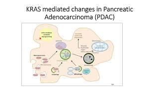 How KRAS mutation help Pancreatic Cancer cell development? #Code: 594