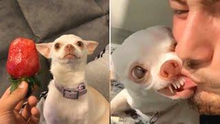 mreviatar Tiktok | Funny Tiktok angry Dogs Compilations ep1