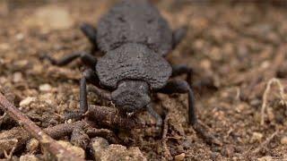 Diabolical Ironclad Beetle: Unlocking the secrets of its super-tough design