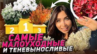 12 ТЕНЕВЫНОСЛИВЫХ кустарников, которые вырастут даже у НАЧИНАЮЩИХ