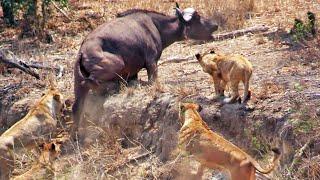 Buffalo Stuck & Cornered by Lions Calls for Backup