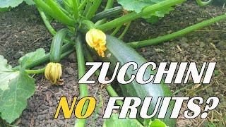 Reasons Why Your Zucchini Plant Does NOT Produce Fruits? | Zucchini Flowers | Zucchini Pollination